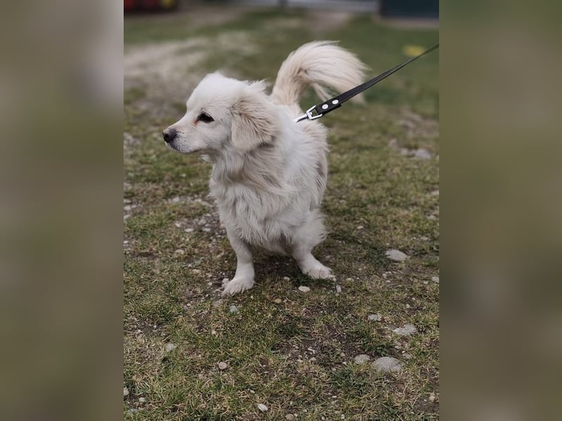 RASTI - ich freue mich auf ein liebevolles Für-Immer Zuhause!