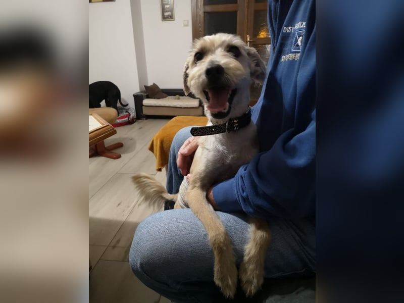 BENY - wer möchte dem neugierigen, unternehmungslustigen Rüden die Welt zeigen?