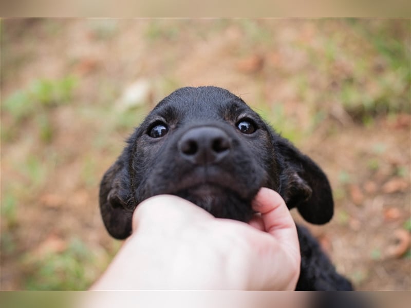Welpe JETTE - die fröhliche kleine Maus möchte mit ihren Menschen die Welt entdecken!