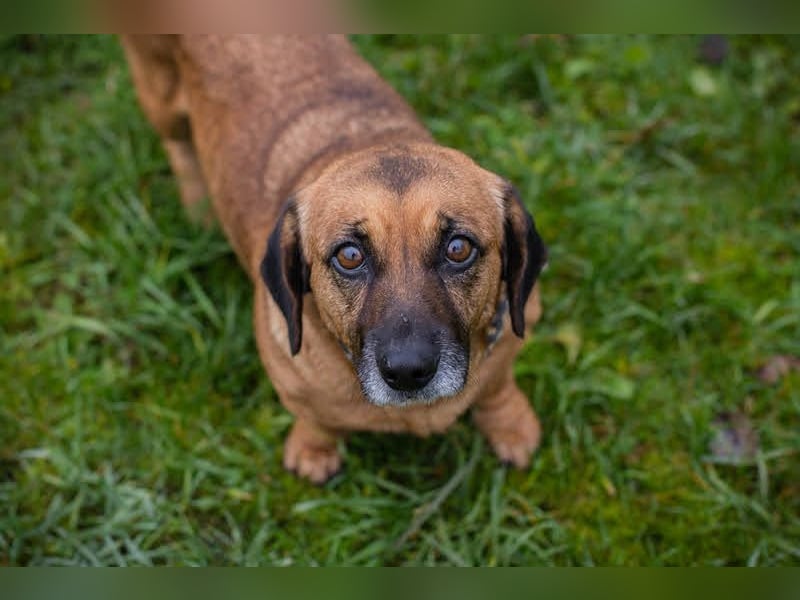 ANKA - die gut gelaunte, neugierige Maus freut sich auf eine unternehmungslustige Familie!
