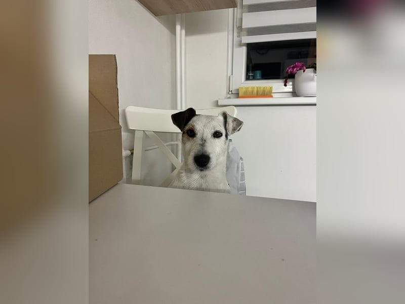 BOUNTY - wer schenkt der süßen Hündin ein Zuhause voller Liebe und Fürsorge?