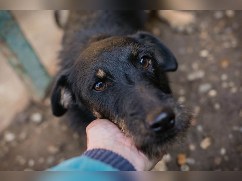 MIA - das kleine Mäuslein möchte so gerne ein Teil deiner Familie sein!