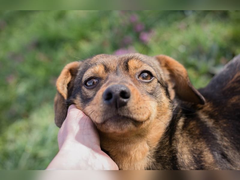 Welpe MILKA - ich suche eine Familie die mich beschützt und mir ein Zuhause schenkt