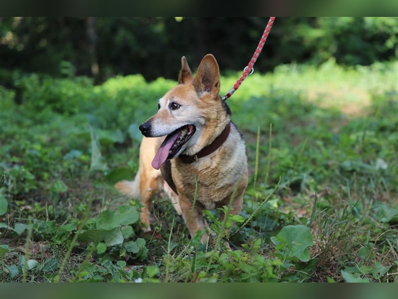 EDO - der liebe und anspruchslose Senior möchte seine Rente bei einer lieben Familie verbringen!
