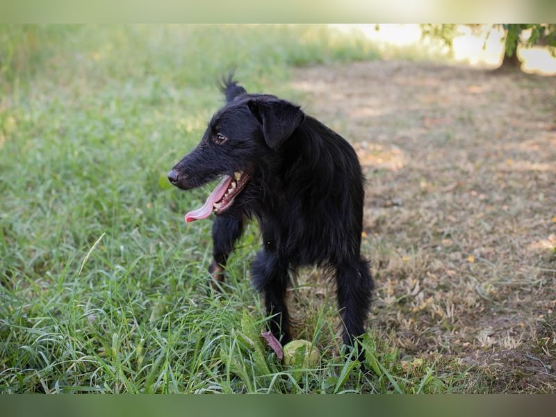 DARKO - ich suche ein tolles Für-Immer Zuhause!