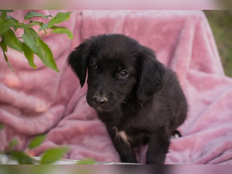 Welpe RESI - und heute ist Schnullialarm im Tierheim Prijatelji
