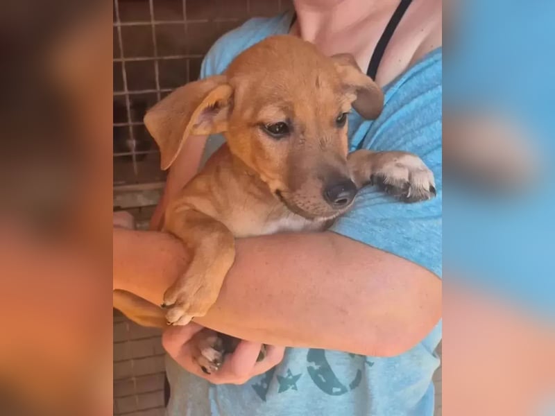 Fuet - kleiner Hundejunge möchte lernen, den Menschen zu vertrauen