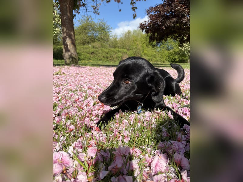 Labrador Terrier Mischling