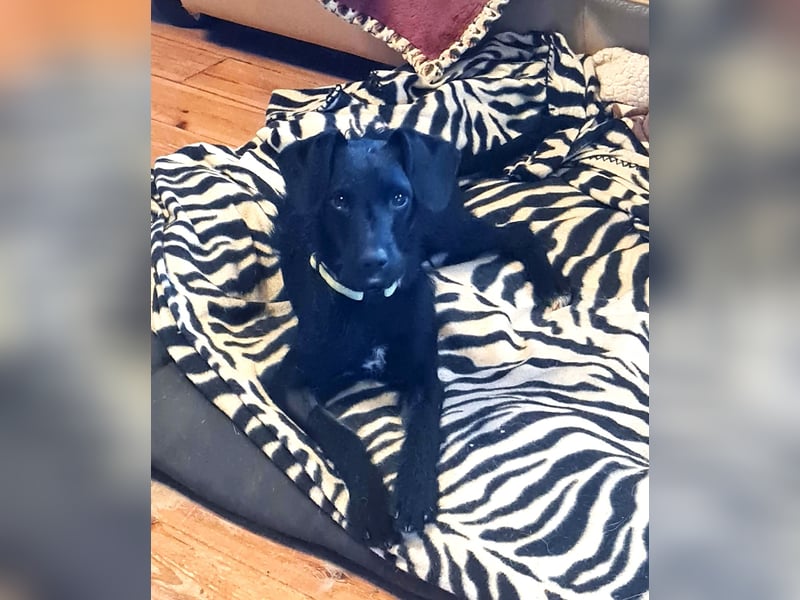 Bulnes - fröhlicher Teenager sucht Zuhause