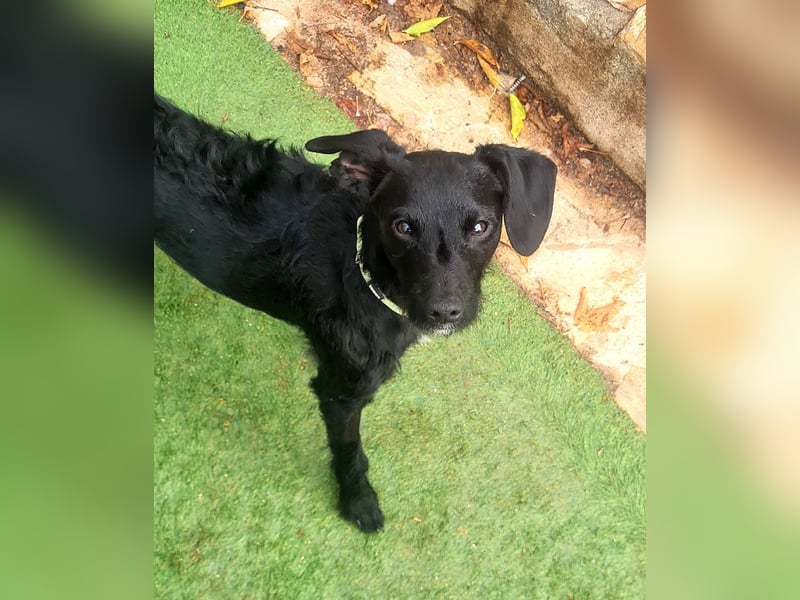 Bulnes - fröhlicher Teenager sucht Zuhause