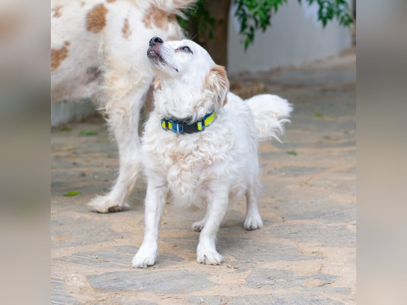 Lucero - Senior sucht Ruhesitz