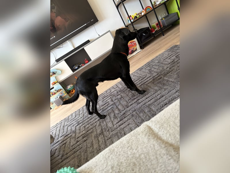 Labrador Terrier Mischling