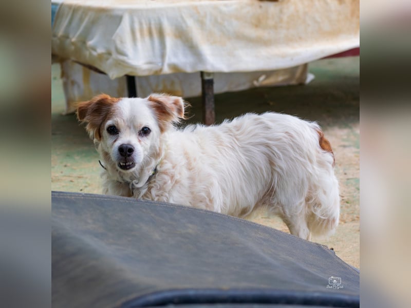 Lucero - Senior sucht Ruhesitz