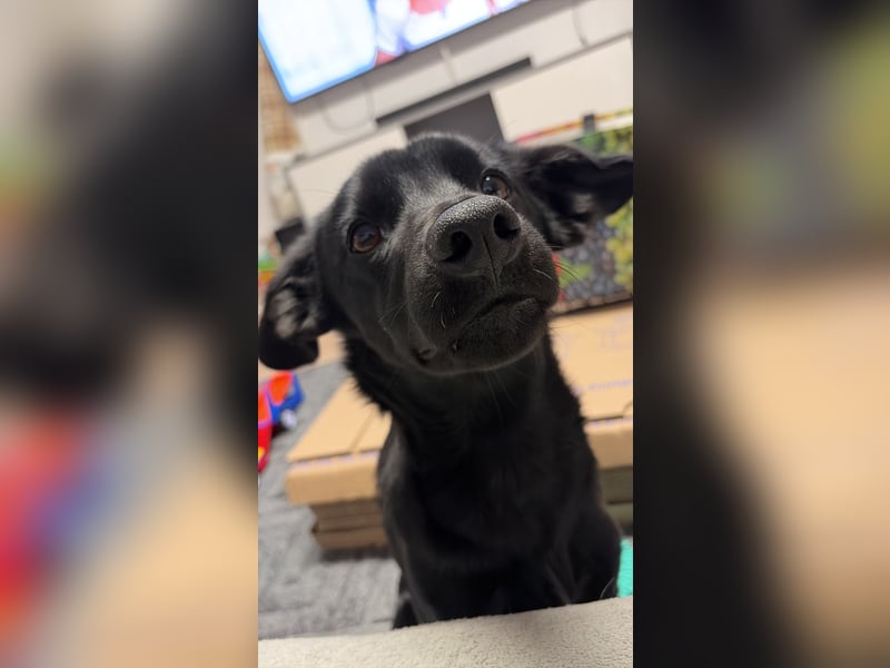 Labrador Terrier Mischling