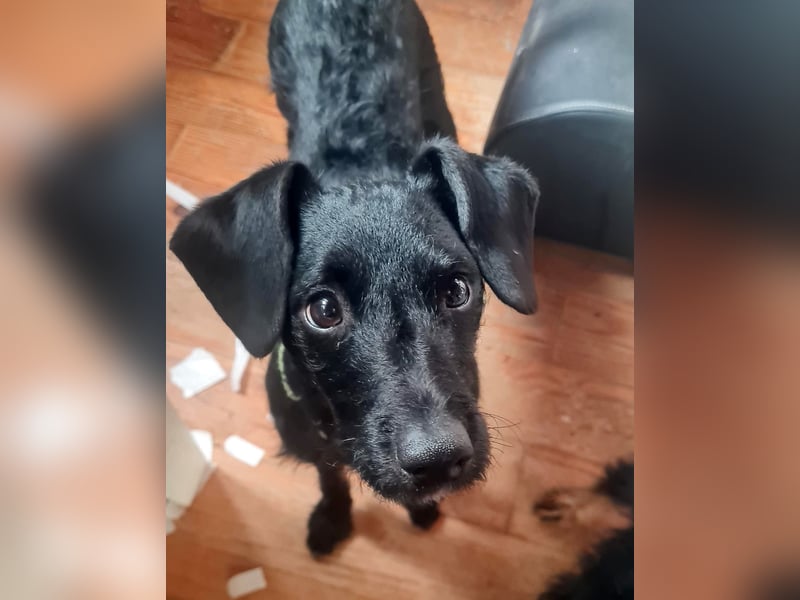 Bulnes - fröhlicher Teenager sucht Zuhause