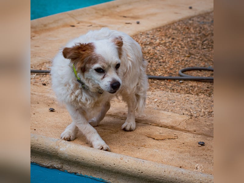 Lucero - Senior sucht Ruhesitz