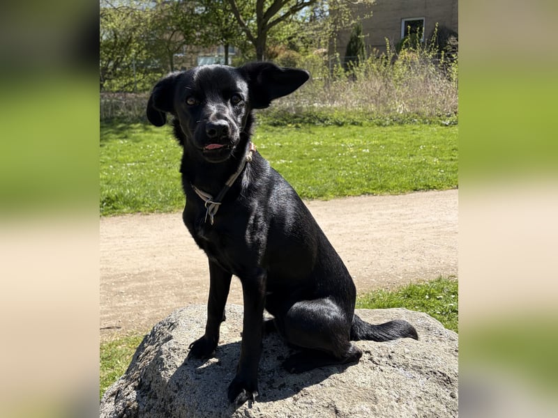 Labrador Terrier Mischling