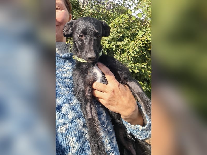 Bulnes - fröhlicher Teenager sucht Zuhause