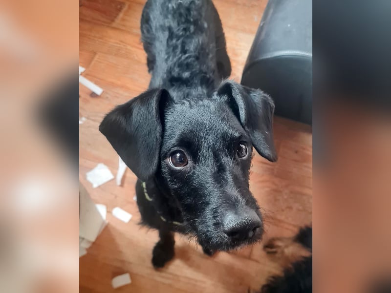 Bulnes - fröhlicher Teenager sucht Zuhause