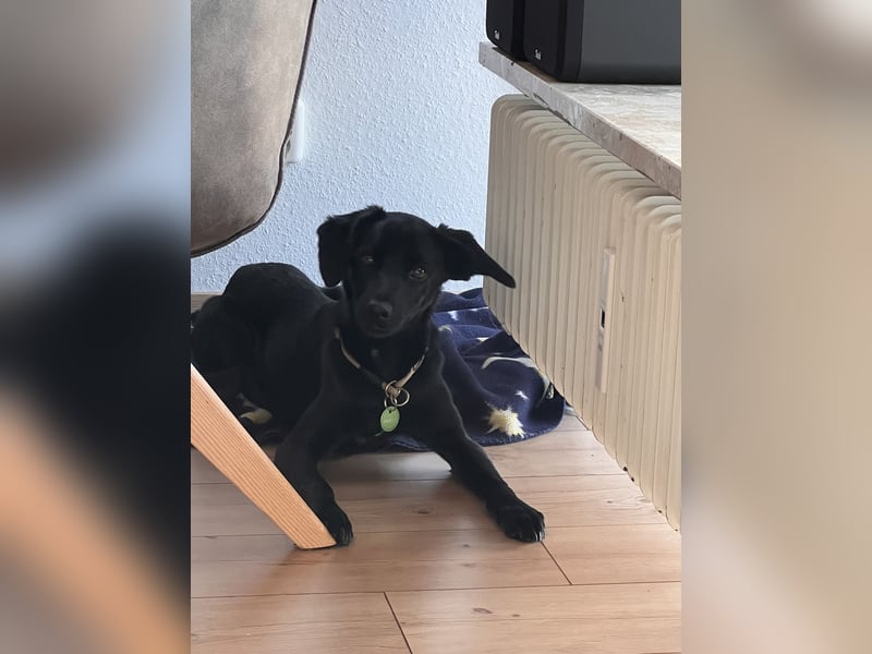 Labrador Terrier Mischling