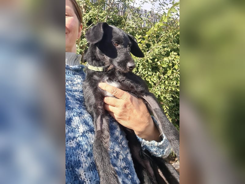 Bulnes - fröhlicher Teenager sucht Zuhause