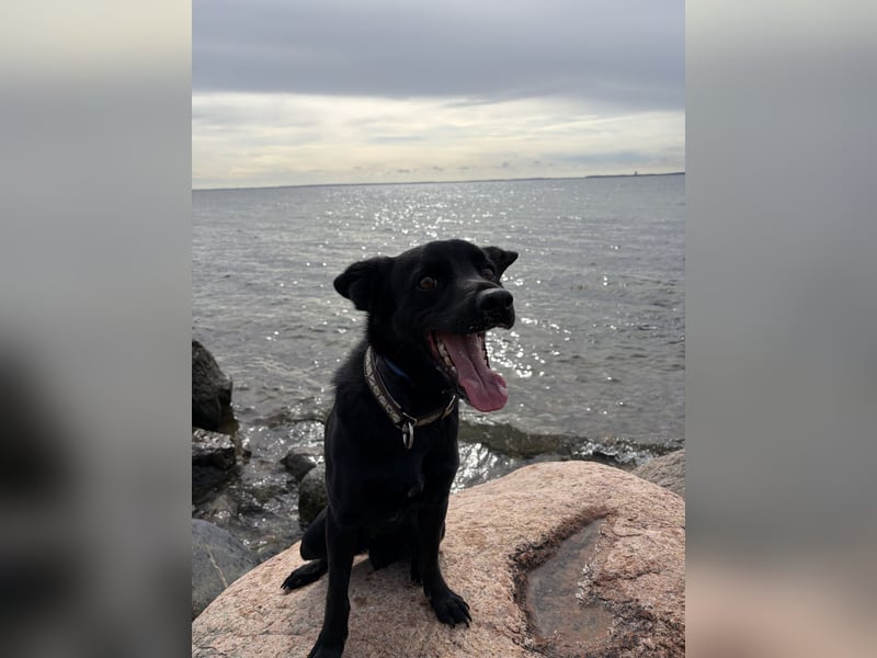 Labrador Terrier Mischling