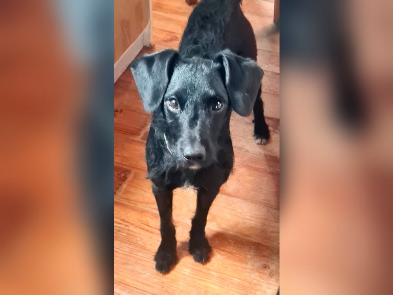 Bulnes - fröhlicher Teenager sucht Zuhause