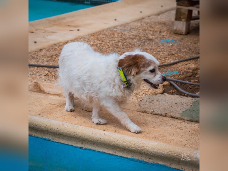 Lucero - Senior sucht Ruhesitz