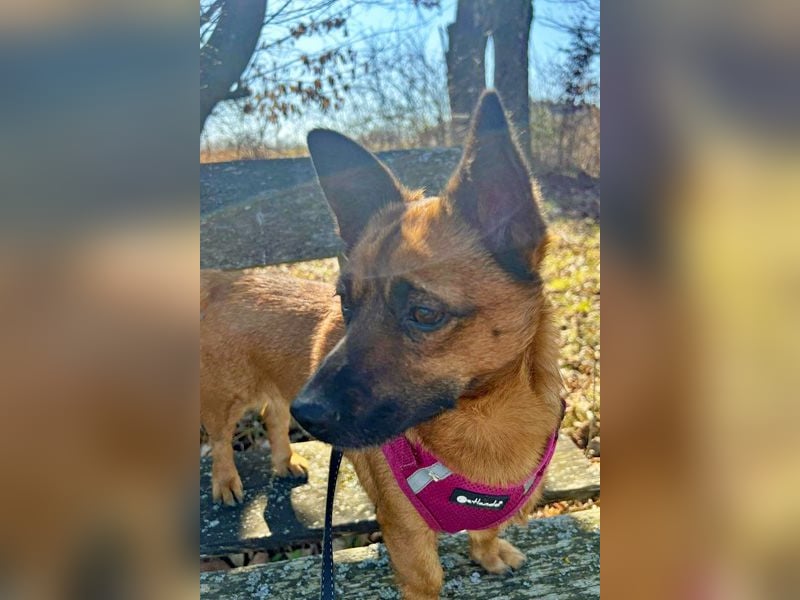 Süsse Foxy sucht dringend ein Zuhause