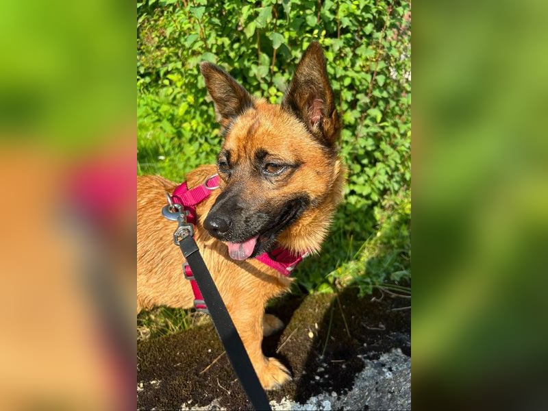 Süsse Foxy sucht dringend ein Zuhause