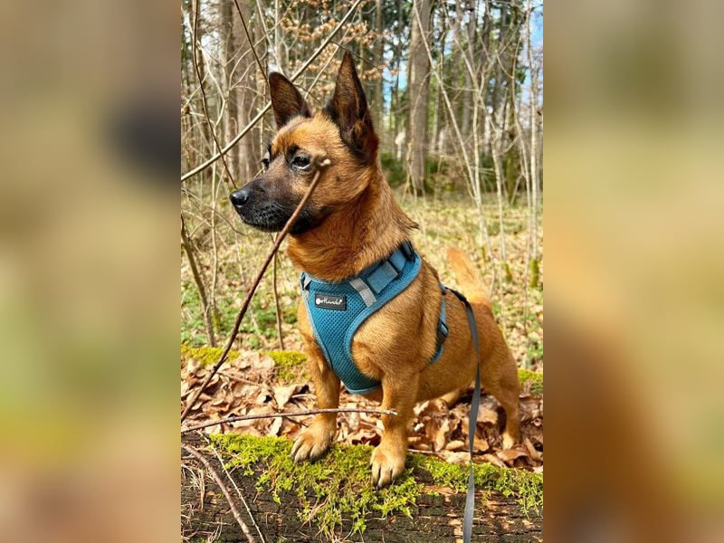 Süsse Foxy sucht dringend ein Zuhause