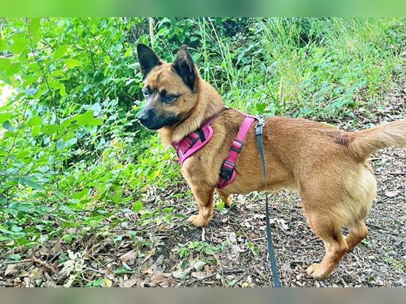 Süsse Foxy sucht dringend ein Zuhause