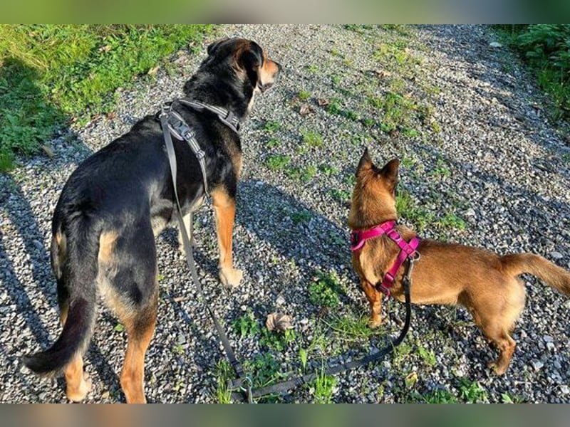 Süsse Foxy sucht dringend ein Zuhause