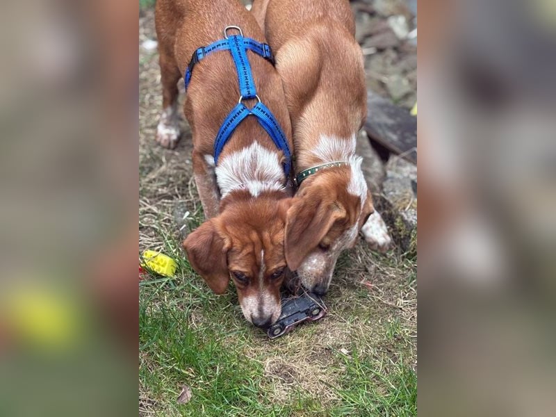 Unsere Zaubermaus Kathi wartet in 94258 Frauenau auf Besuch!