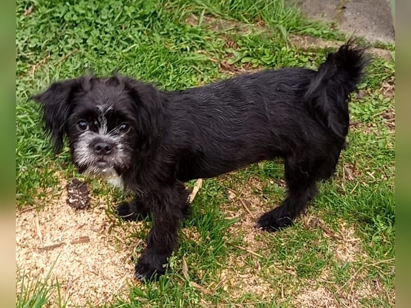 EDDIE - ein kleiner Freund fürs Leben