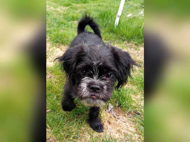 EDDIE - ein kleiner Freund fürs Leben