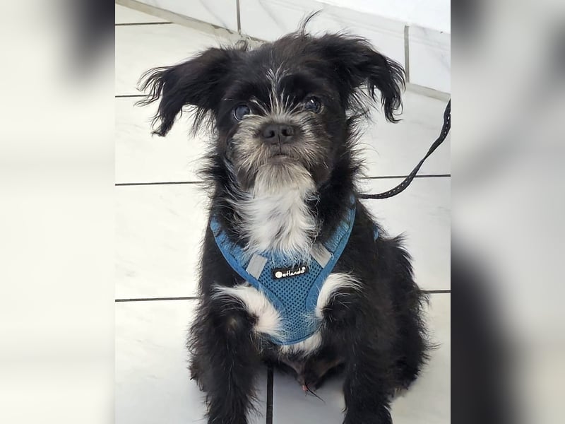 EDDIE - ein kleiner Freund fürs Leben