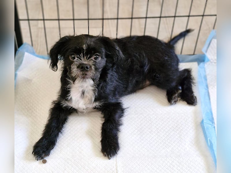 EDDIE - ein kleiner Freund fürs Leben