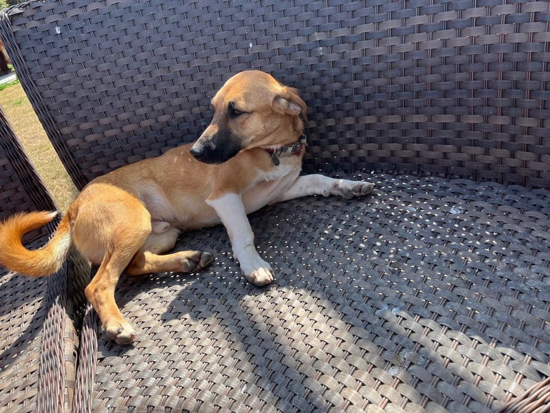 **FORTINA**, Mischling, ca 2 Jahre, Rüde kastriert