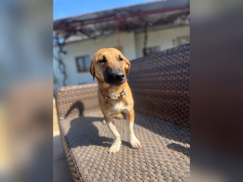 **FORTINA**, Mischling, ca 2 Jahre, Rüde kastriert