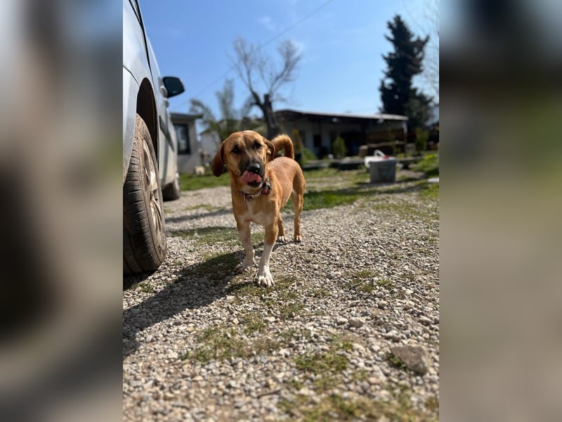 **FORTINA**, Mischling, ca 2 Jahre, Rüde kastriert