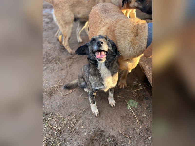 **BONCUK**, Mischling, ca. 4 Jahre, Rüde kastriert