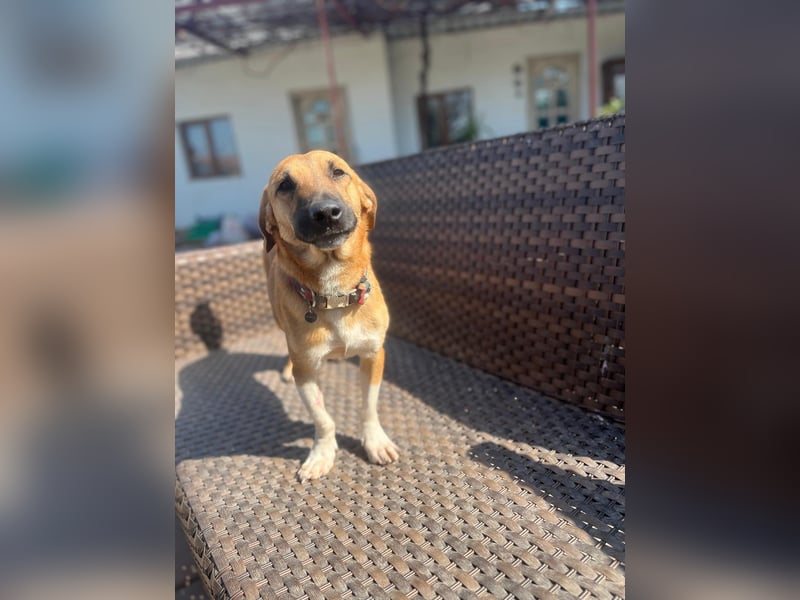 **FORTINA**, Mischling, ca 2 Jahre, Rüde kastriert