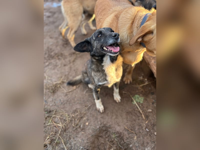 **BONCUK**, Mischling, ca. 4 Jahre, Rüde kastriert