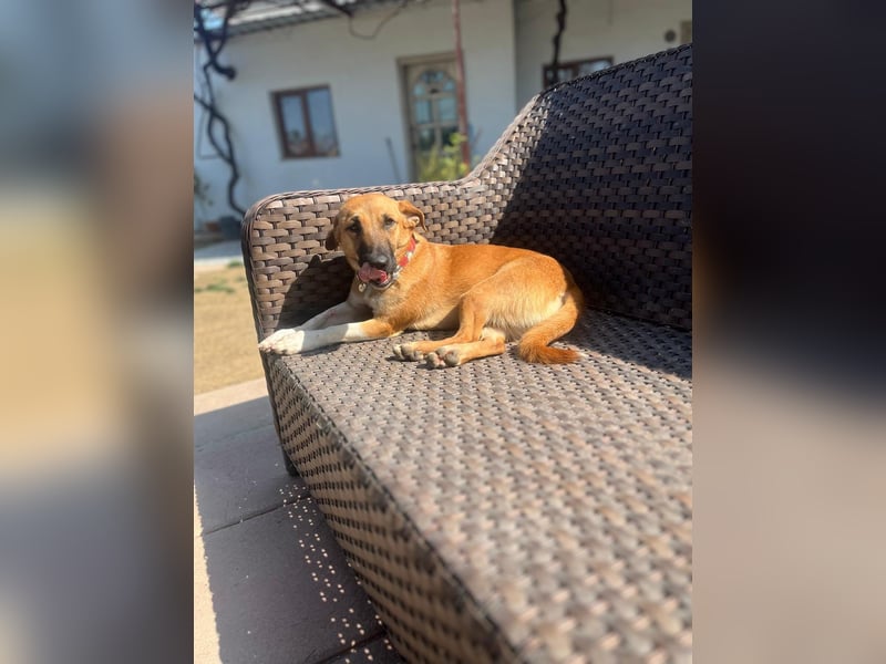 **FORTINA**, Mischling, ca 2 Jahre, Rüde kastriert