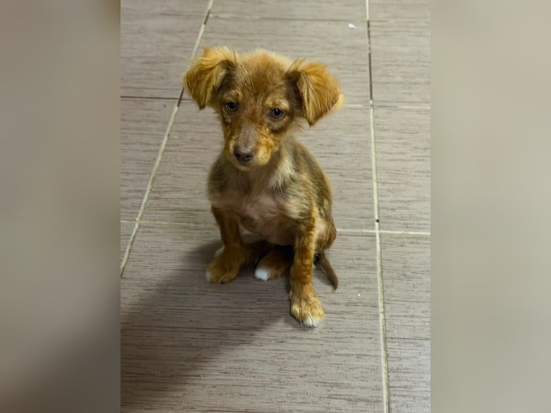 Cookie hat so viel Liebe zu schenken – fehlt nur noch ihr Mensch