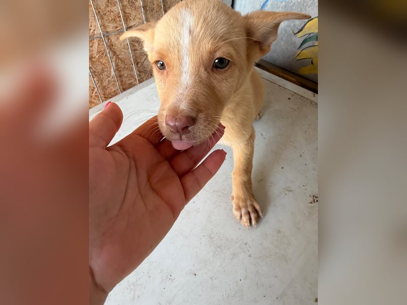  Boris – aus dem Schacht direkt ins Herz ❤️