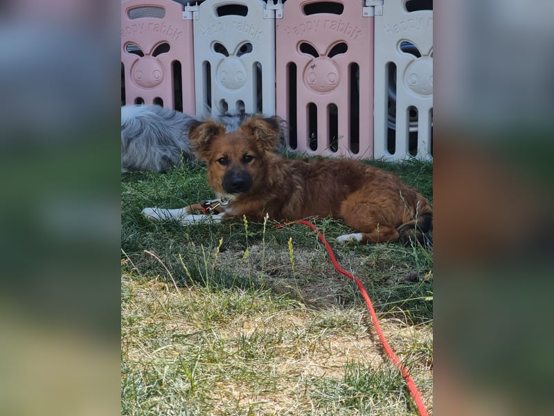 Ronny – ein kleiner Kämpfer auf dem Weg ins Vertrauen