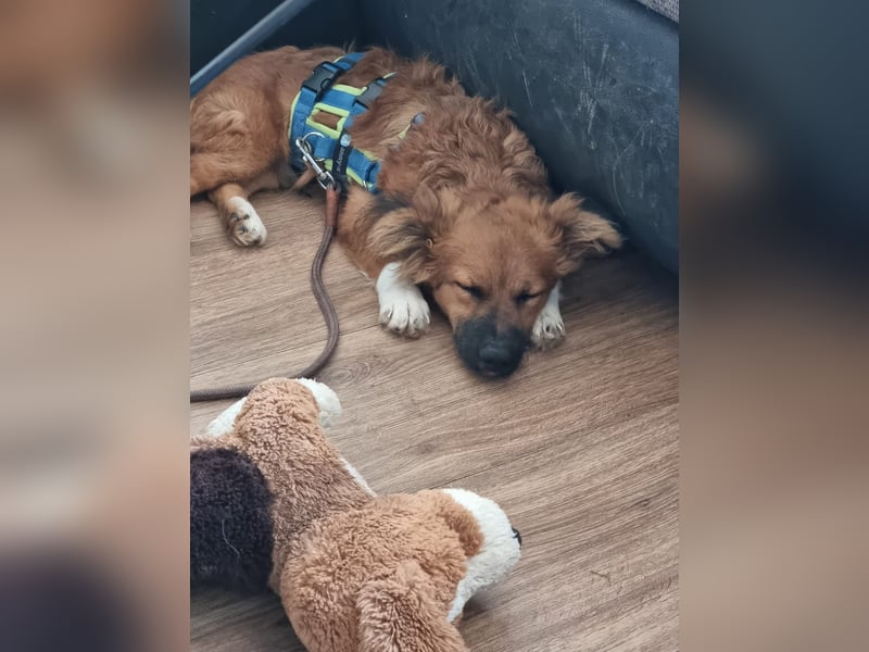 Ronny – ein kleiner Kämpfer auf dem Weg ins Vertrauen