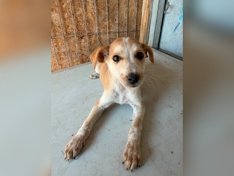  Manchmal beginnt das schönste Kapitel mit einer Adoption – Bailey wartet 
